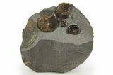 Concretion with Ammonite (Eleganticeras) Fossils - England #316394-1